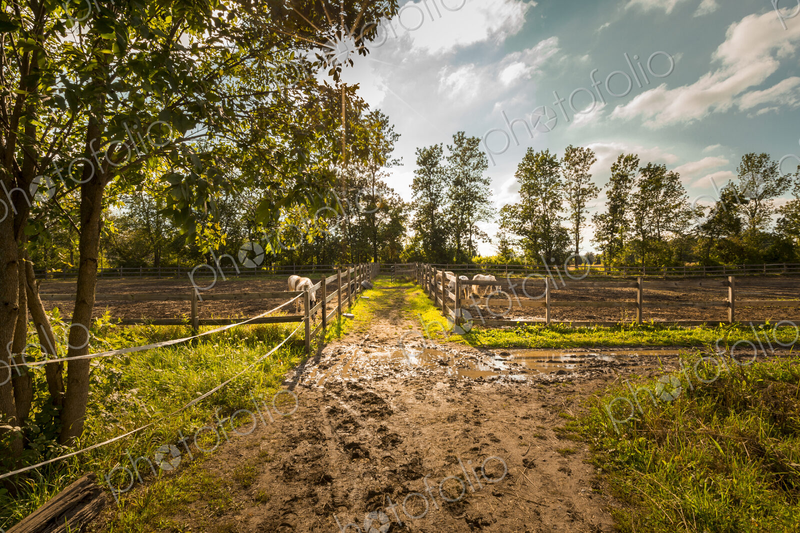 Muddy path on horse farm