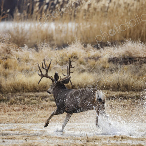 Mule deer, Odocoileus hemionus, Mature Double Drop Tine Mule Deer Buck Running in Water