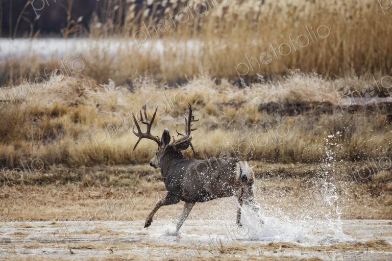 Mule deer, Odocoileus hemionus, Mature Double Drop Tine Mule Deer Buck Running in Water