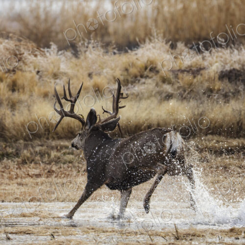 Mule deer (Odocoileus hemionus), Mature Double Drop Tine Mule Deer Buck Running in Water Mule deer (Odocoileus hemionus), Mature Double Drop Tine Mule Deer Buck Running in Water