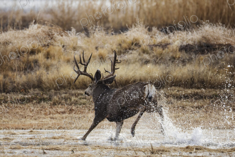 Mule deer (Odocoileus hemionus), Mature Double Drop Tine Mule Deer Buck Running in Water