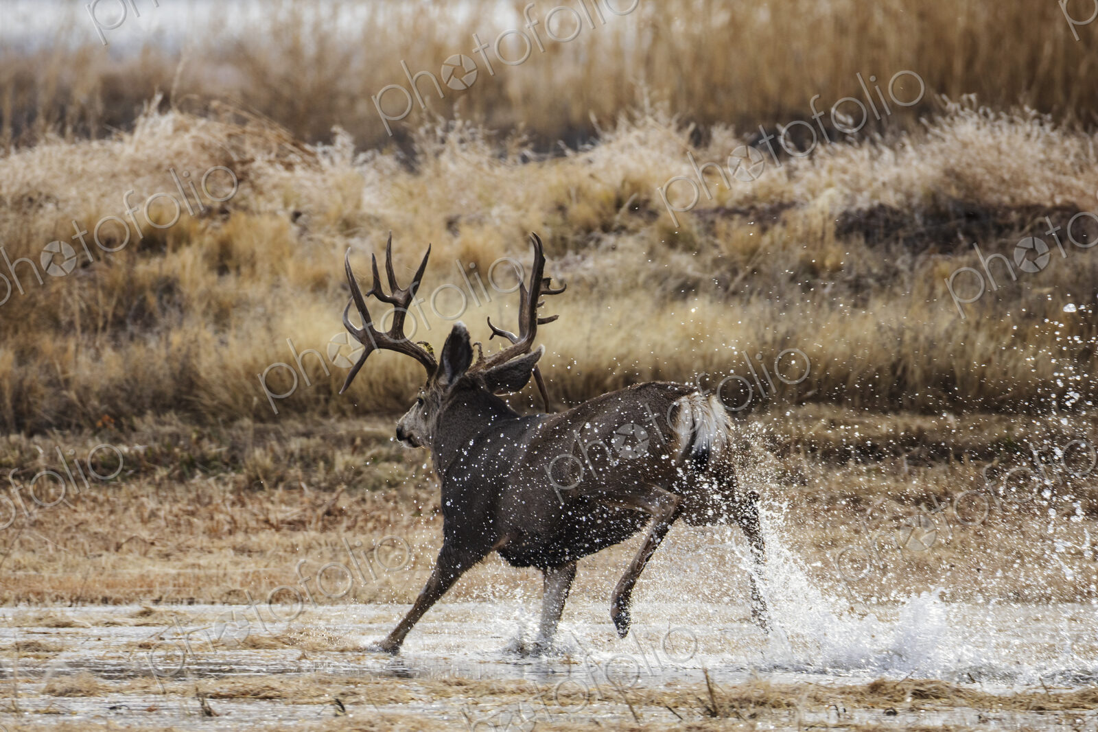 Mule deer (Odocoileus hemionus), Mature Double Drop Tine Mule Deer Buck Running in Water