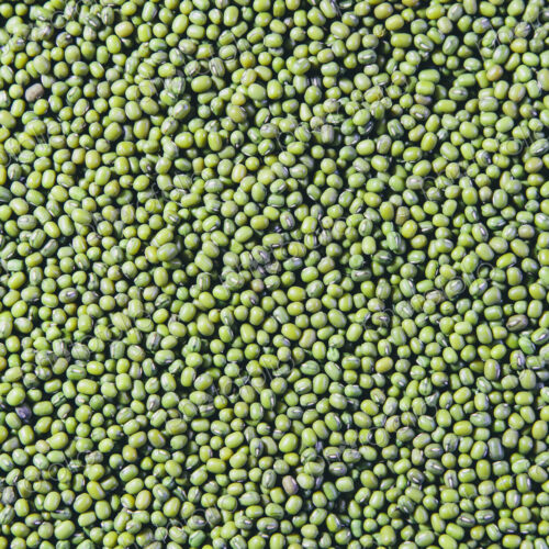 Mung beans, also known as green gram or golden gram, native to India.