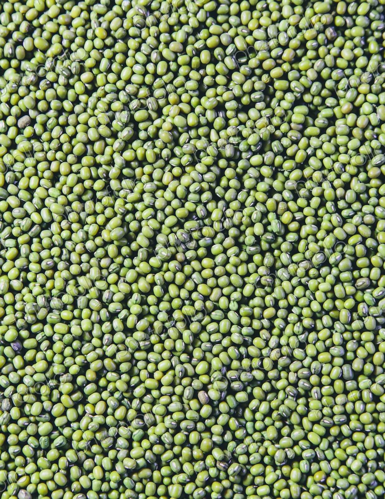 Mung beans, also known as green gram or golden gram, native to India.