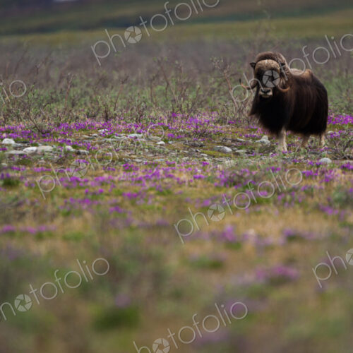 Muskox, Arctic National Wildlife Refuge, Alaska