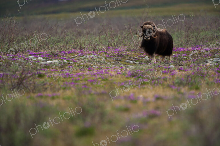 Muskox, Arctic National Wildlife Refuge, Alaska
