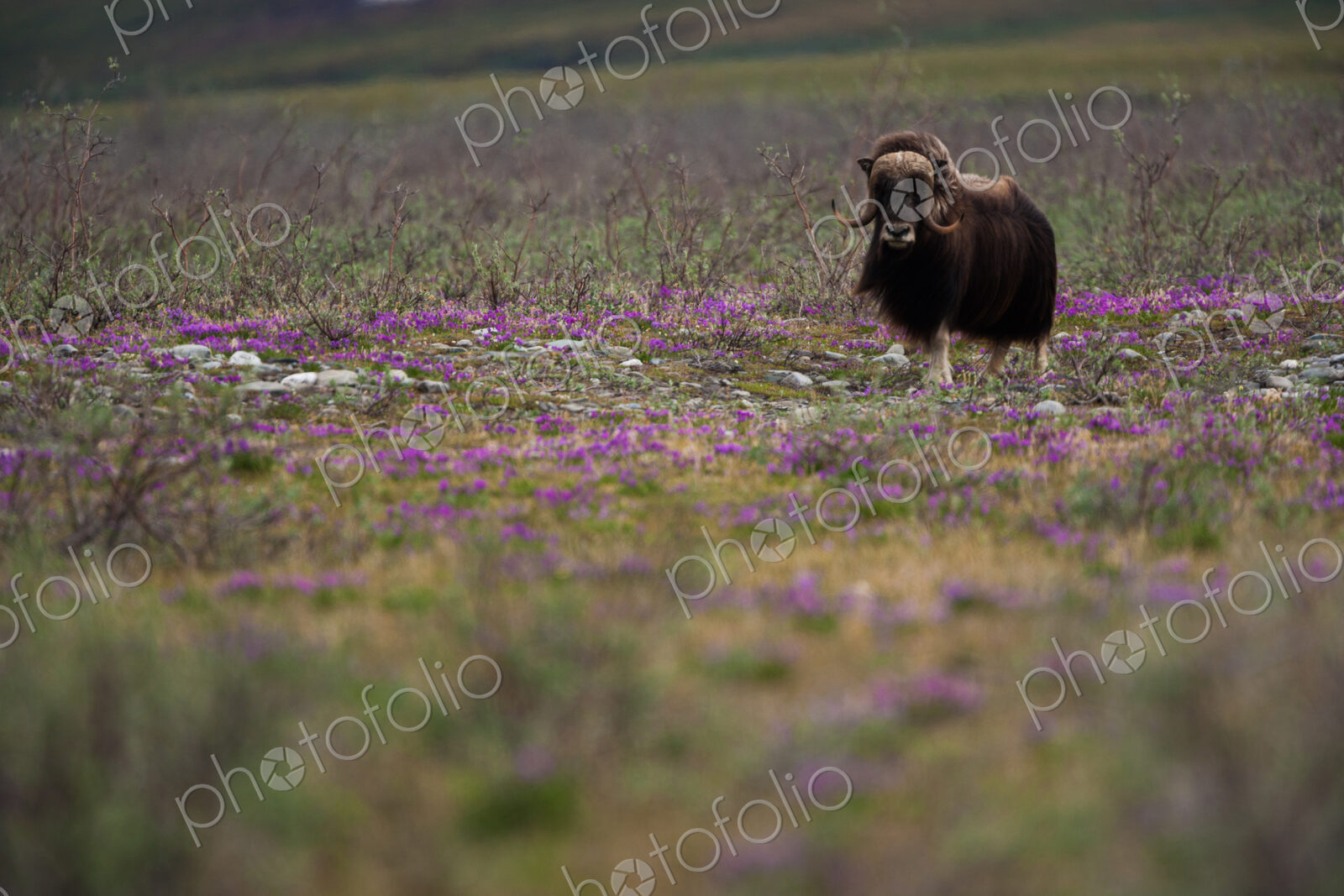 Muskox, Arctic National Wildlife Refuge, Alaska