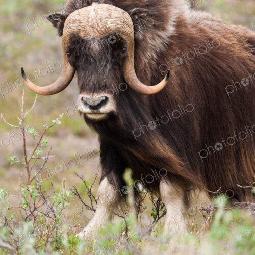 Muskox, Arctic National Wildlife Refuge, Alaska