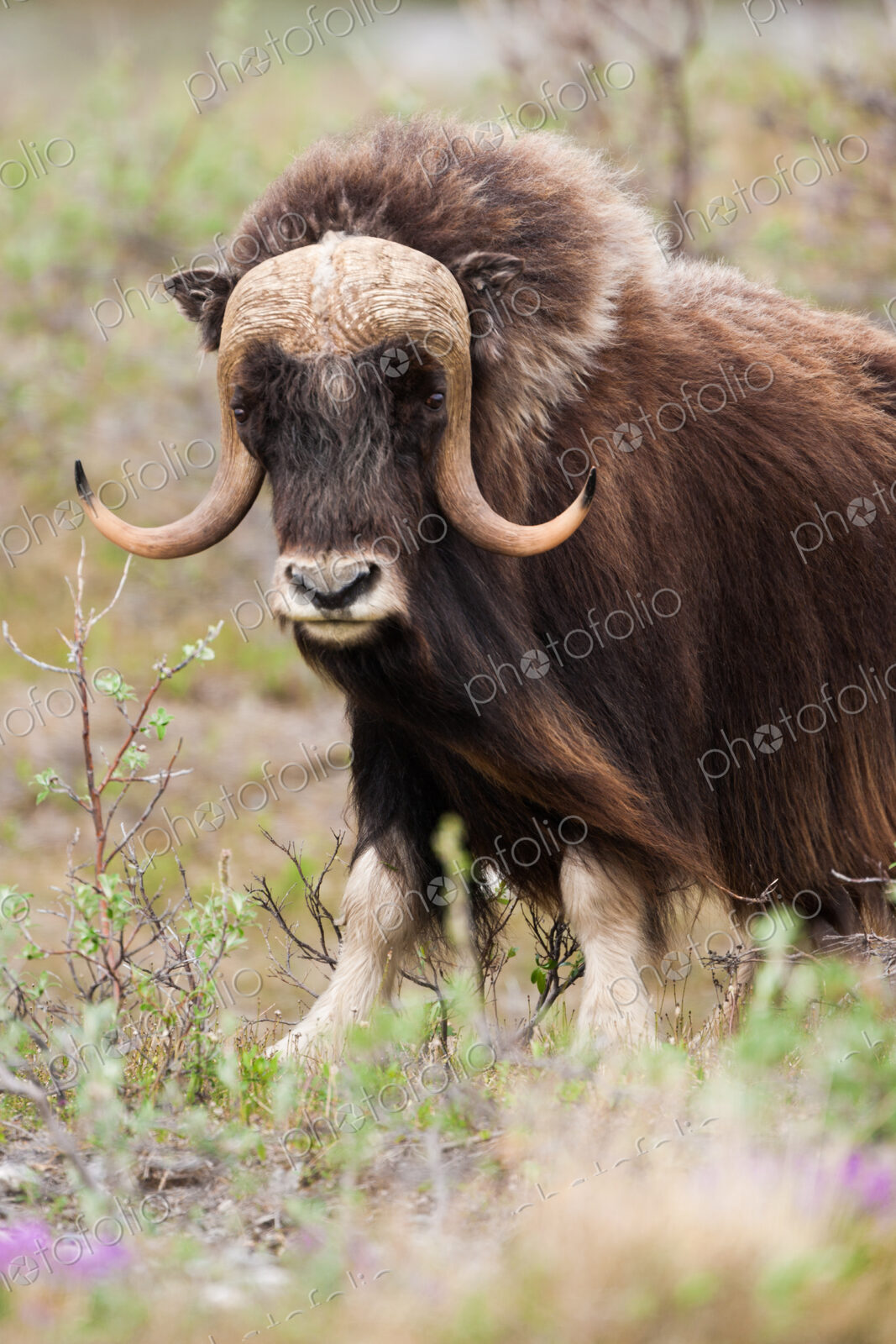 Muskox, Arctic National Wildlife Refuge, Alaska