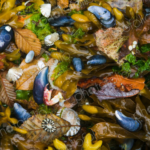 Mussels, seaweed and kelp alder leaves, San Juan Islands, Washington, USA. Mussels, seaweed and kelp alder leaves, San Juan Islands, Washington, USA.