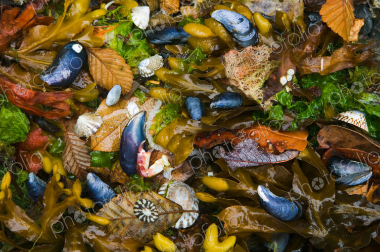 Mussels, seaweed and kelp alder leaves, San Juan Islands, Washington, USA.