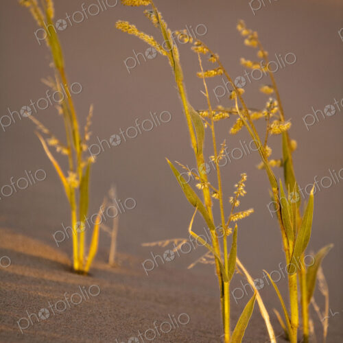 Namib Desert, Namibia