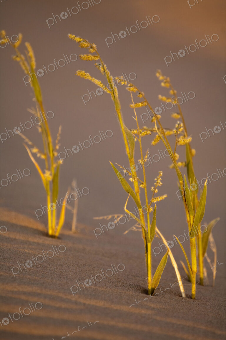 Namib Desert, Namibia