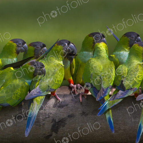 Nanday parakeets, Pantanal, Brazil Nanday parakeets, Pantanal, Brazil