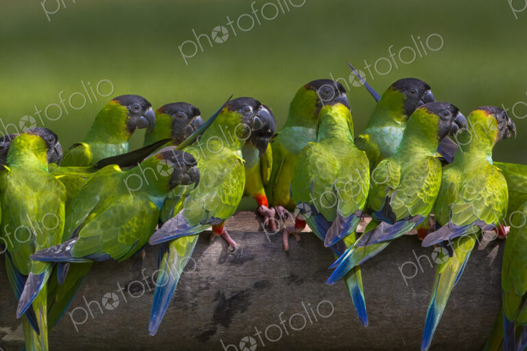 Nanday parakeets, Pantanal, Brazil