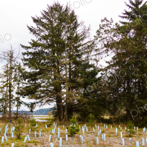 New trees growing in previous empty area by roadside, Discovery Bay, WA USA New trees growing in previous empty area by roadside, Discovery Bay, WA USA