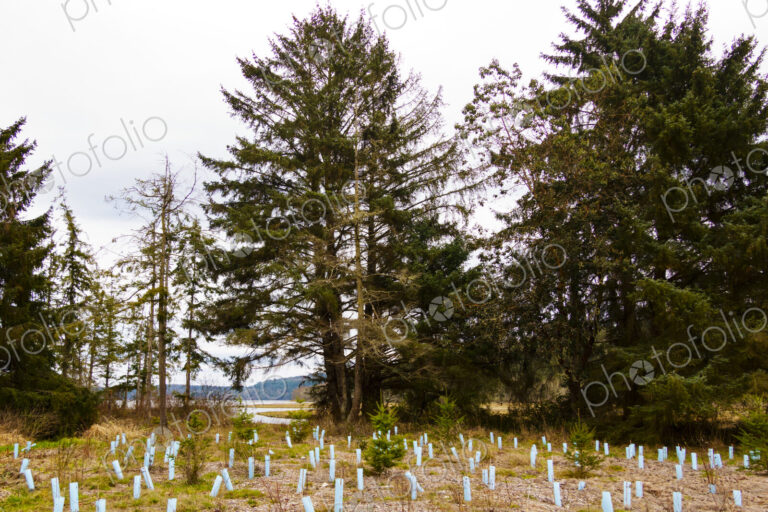 New trees growing in previous empty area by roadside, Discovery Bay, WA USA