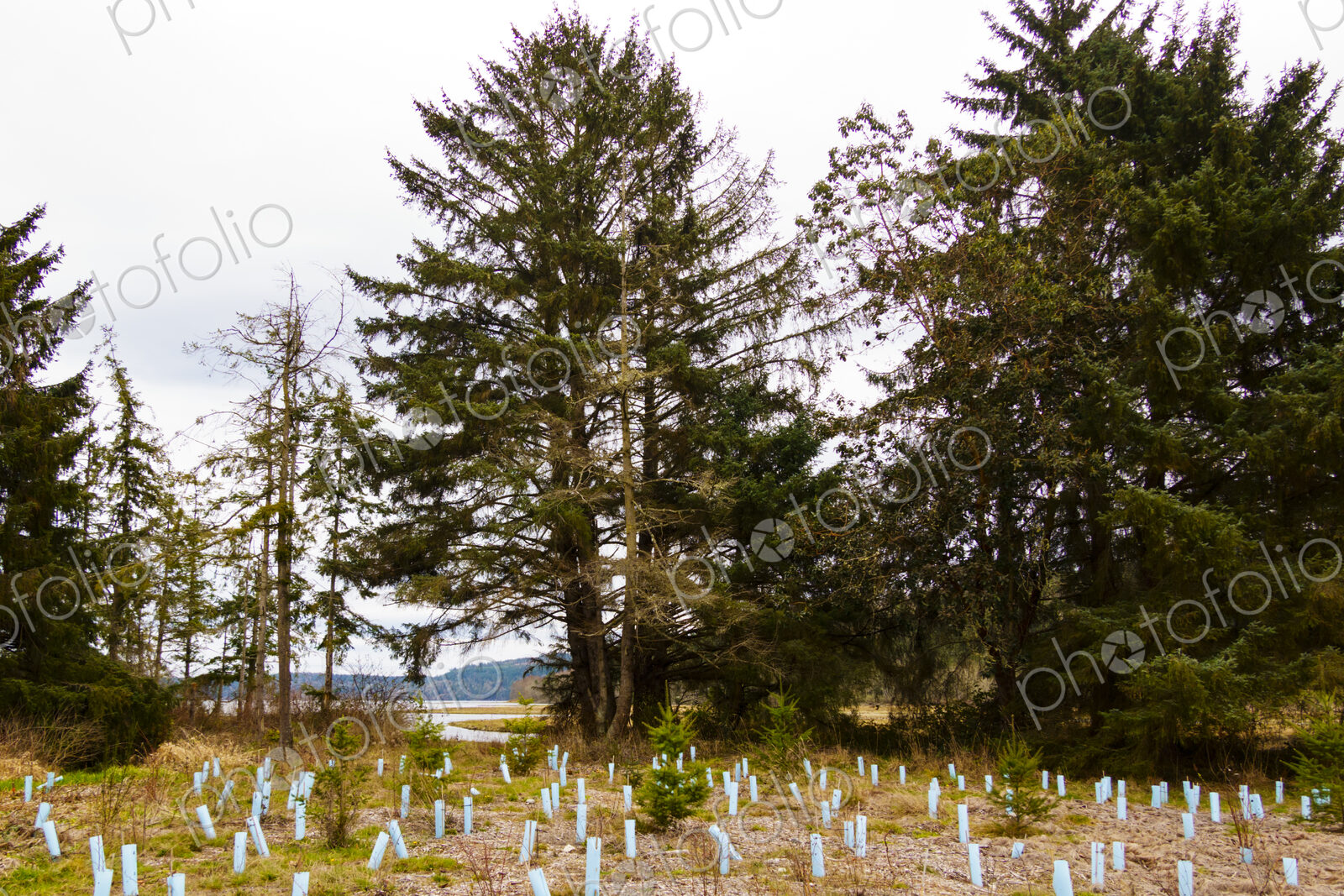 New trees growing in previous empty area by roadside, Discovery Bay, WA USA