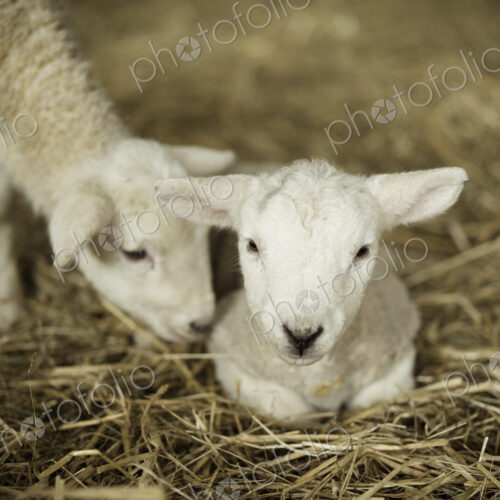 Newborn lambs, two white lambs in a lambing shed. Newborn lambs, two white lambs in a lambing shed.