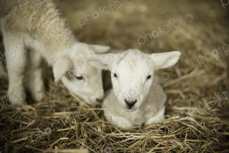 Newborn lambs, two white lambs in a lambing shed.