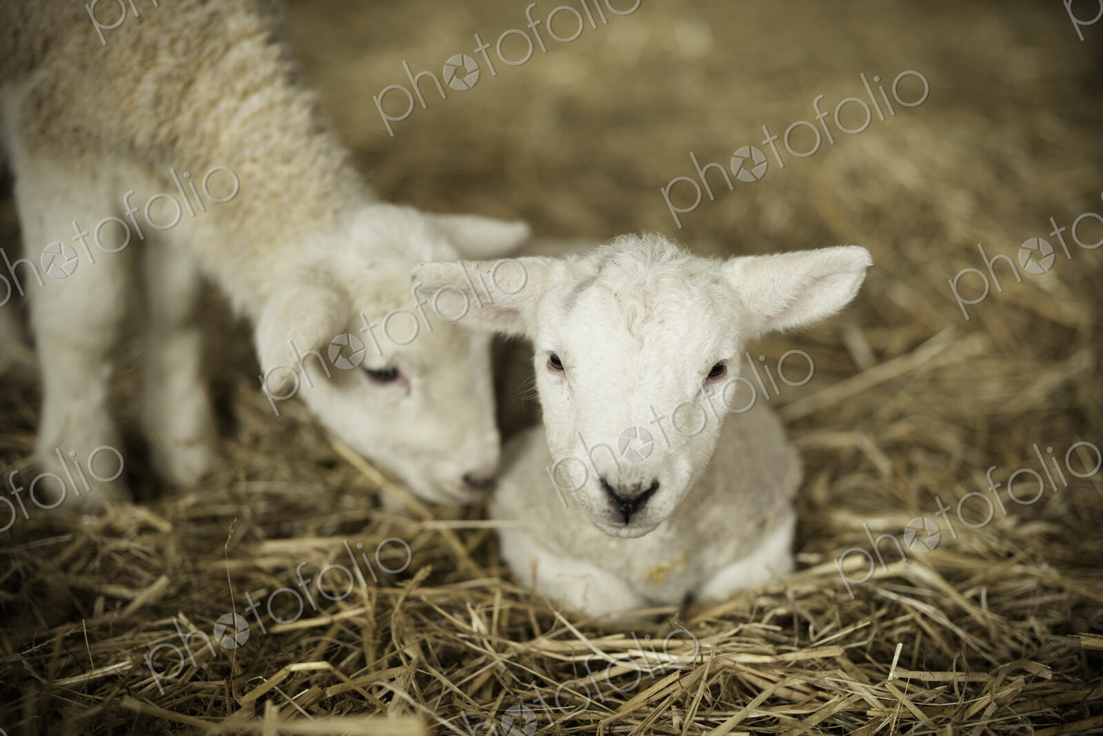 Newborn lambs, two white lambs in a lambing shed.
