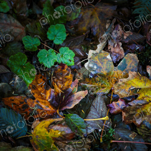Newly fallen big leaf maple leaves in the Lyre River, North Olympic Land Trust