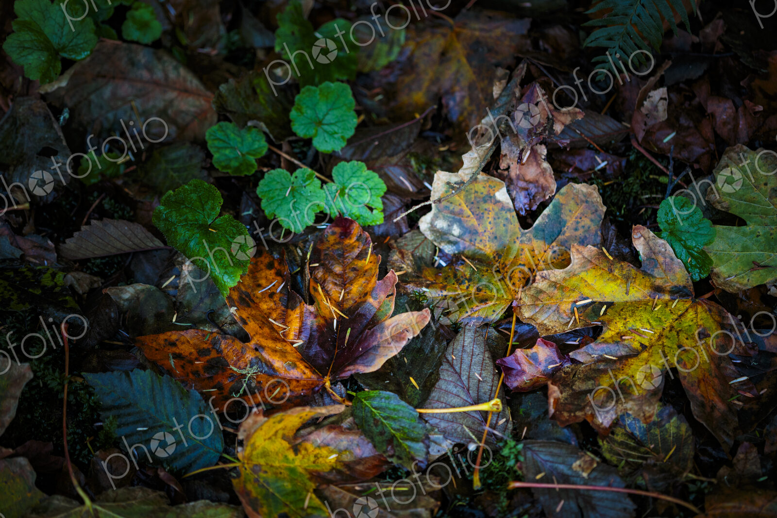 Newly fallen big leaf maple leaves in the Lyre River, North Olympic Land Trust