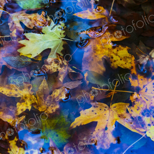 Newly fallen big leaf maple leaves in the Lyre River, North Olympic Land Trust, Joyce Newly fallen big leaf maple leaves in the Lyre River, North Olympic Land Trust, Joyce