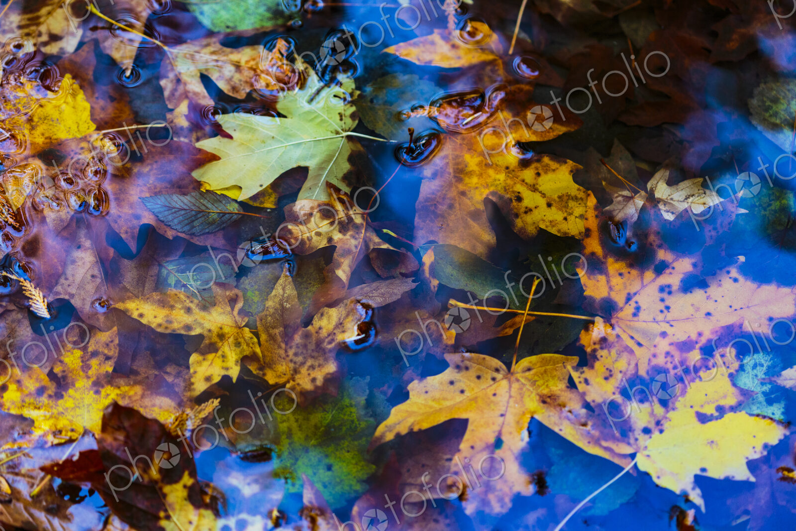 Newly fallen big leaf maple leaves in the Lyre River, North Olympic Land Trust, Joyce