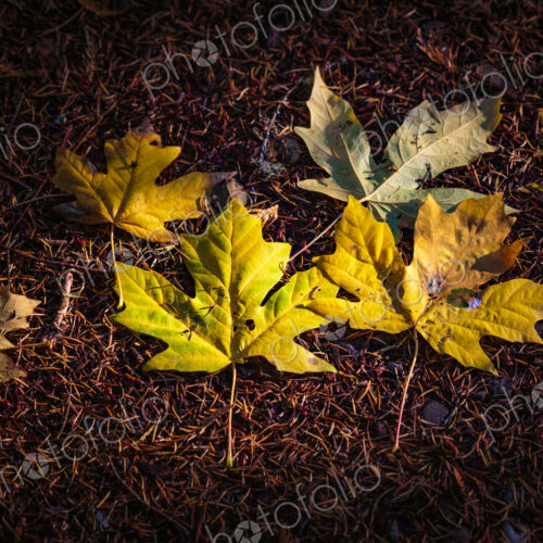 Newly fallen big leaf maple leaves in the Lyre River, North Olympic Land Trust, Joyce Newly fallen big leaf maple leaves in the Lyre River, North Olympic Land Trust, Joyce