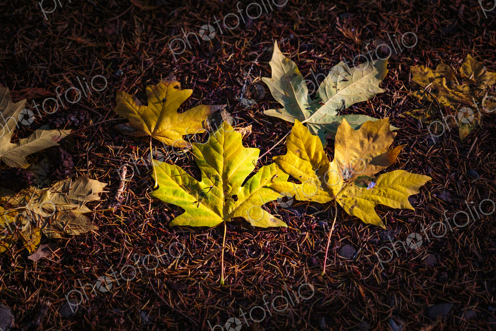 Newly fallen big leaf maple leaves in the Lyre River, North Olympic Land Trust, Joyce