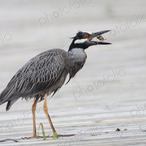 Night Heron eating a crab. Night Heron eating a crab.