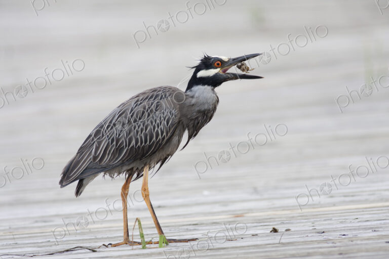 Night Heron eating a crab.