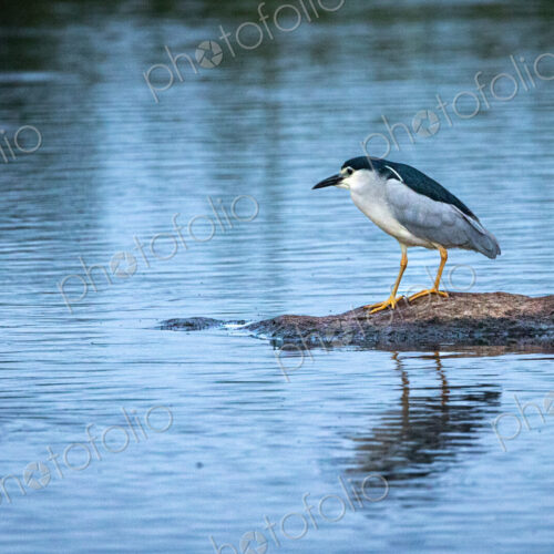 Night heron, Nycticorax nycticorax, perched by the river.