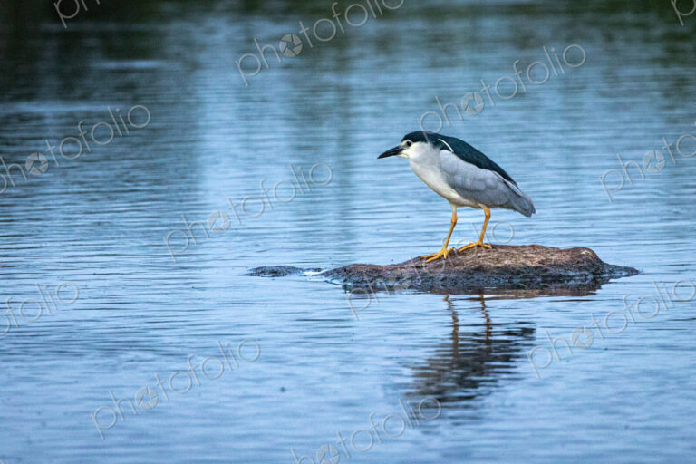 Night heron, Nycticorax nycticorax, perched by the river.