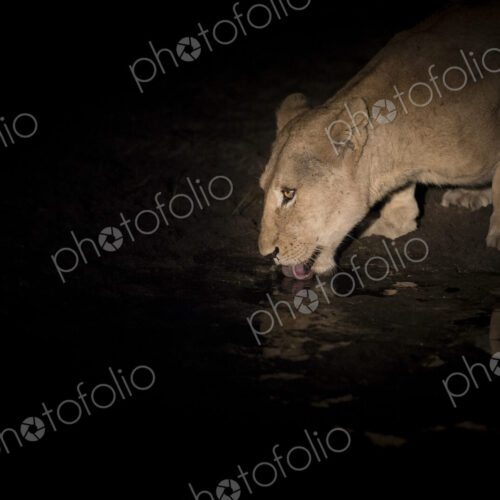 Night shot, A lioness, Panthera pardus, drinking from a waterhole