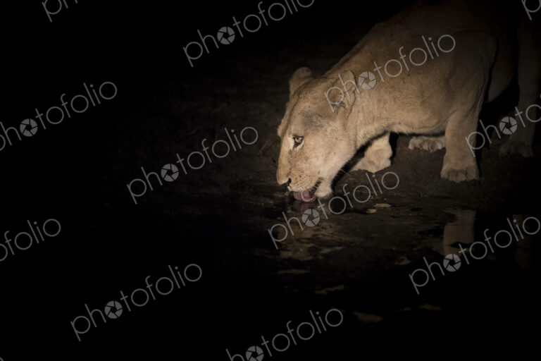 Night shot, A lioness, Panthera pardus, drinking from a waterhole