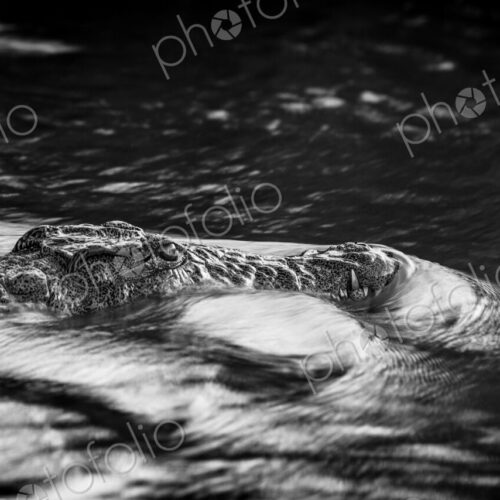 Nile Crocodile, Crocodylus niloticus, black and white image. Nile Crocodile, Crocodylus niloticus, black and white image.