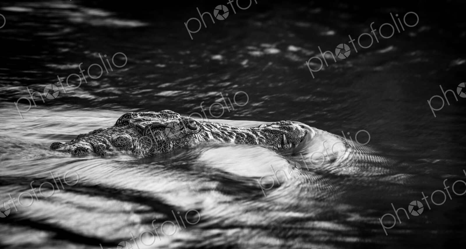 Nile Crocodile, Crocodylus niloticus, black and white image.
