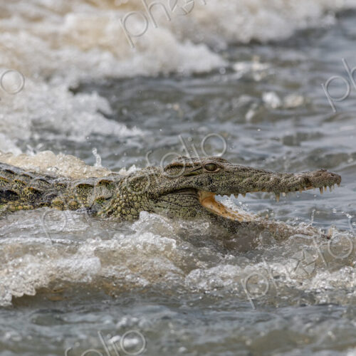 Nile Crocodile, Crocodylus niloticus, on a causeway. Nile Crocodile, Crocodylus niloticus, on a causeway.