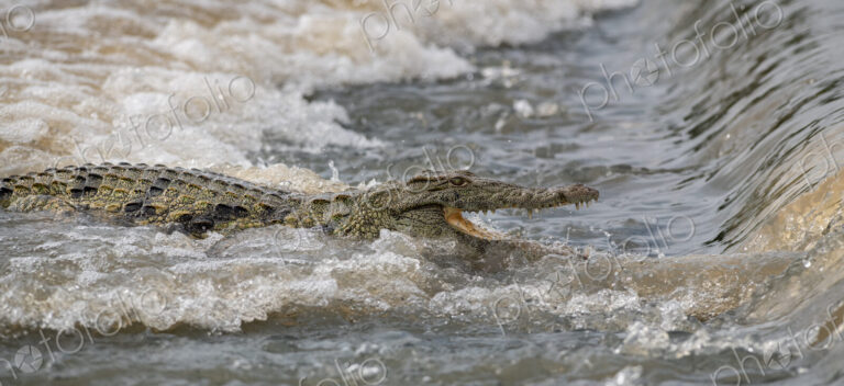 Nile Crocodile, Crocodylus niloticus, on a causeway.