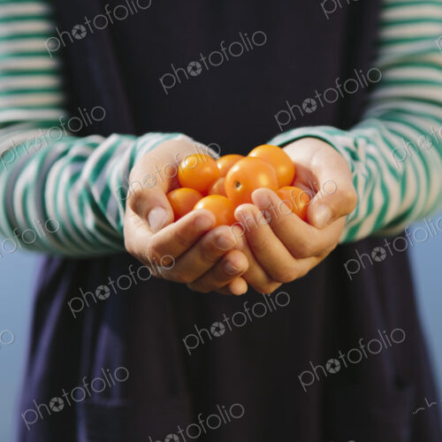 Nine year old girl holding handful of organic yellow cherry tomatoes Nine year old girl holding handful of organic yellow cherry tomatoes