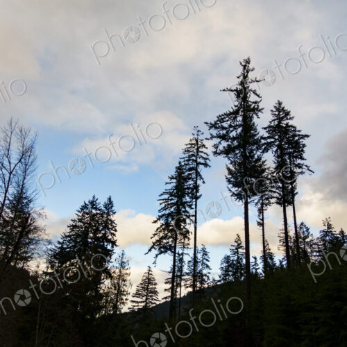 Noble fir trees, Olympic National Forest, Port Angeles, WA USA