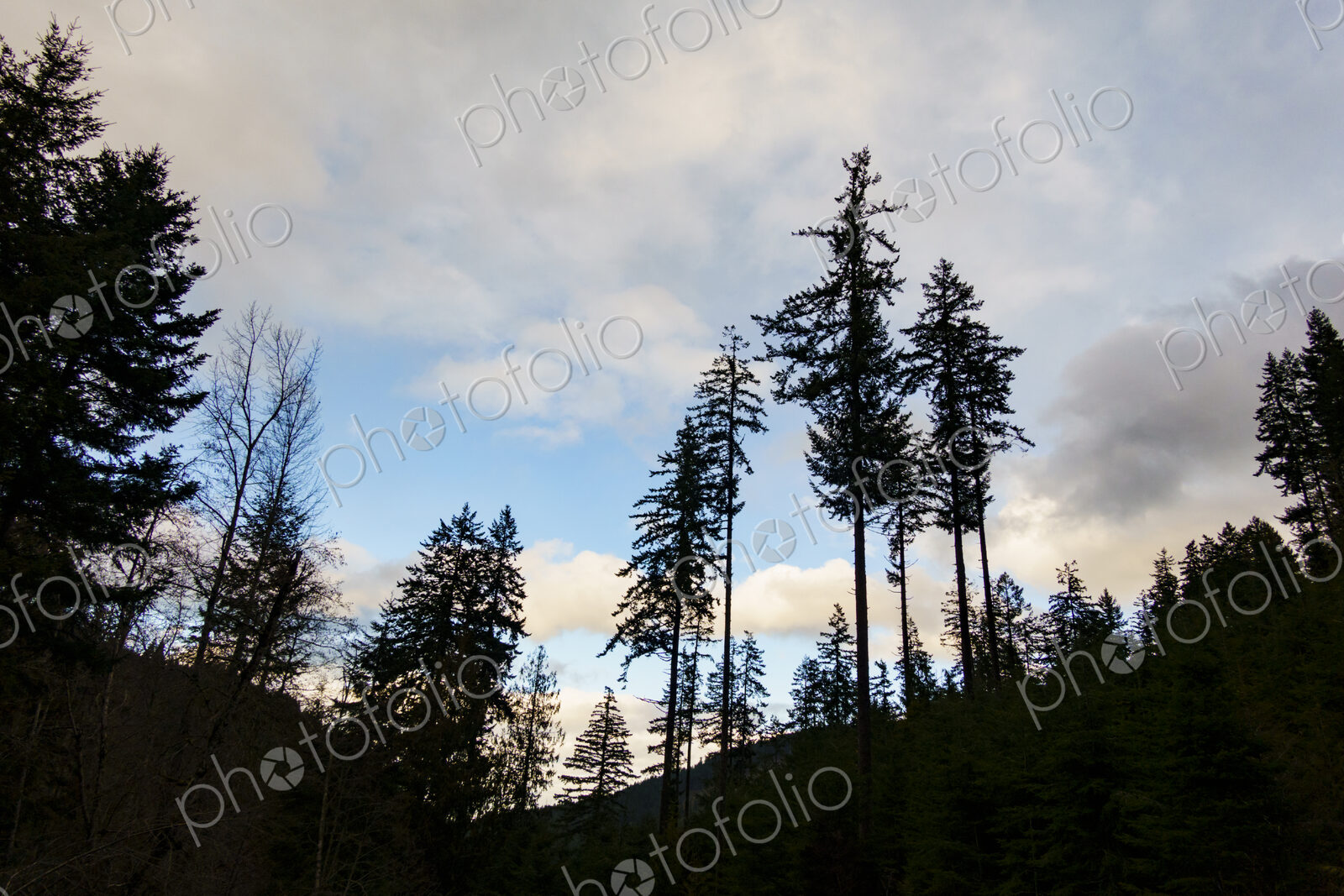 Noble fir trees, Olympic National Forest, Port Angeles, WA USA