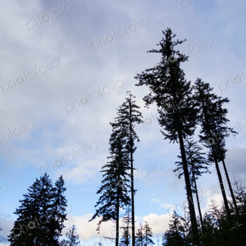 Noble fir trees, Olympic National Forest, Port Angeles, WA USA