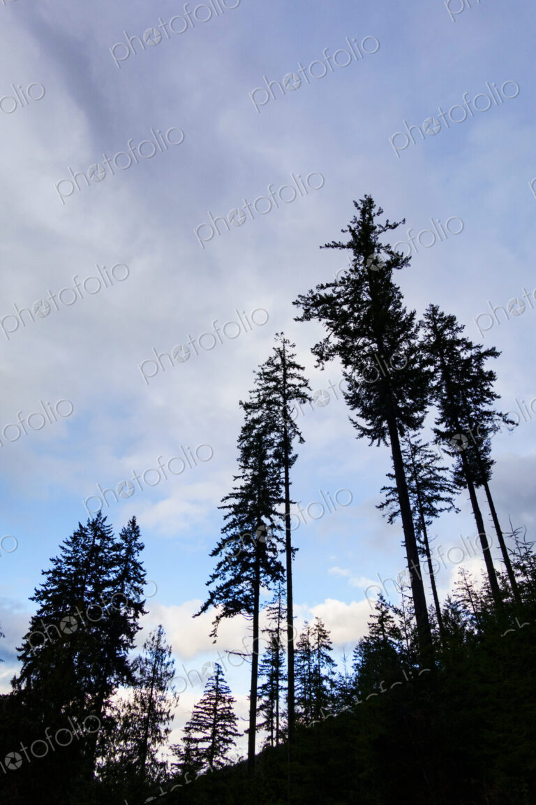 Noble fir trees, Olympic National Forest, Port Angeles, WA USA