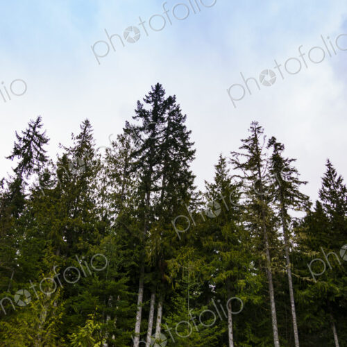 Noble fir trees, Olympic National Forest, Port Angeles, WA USA