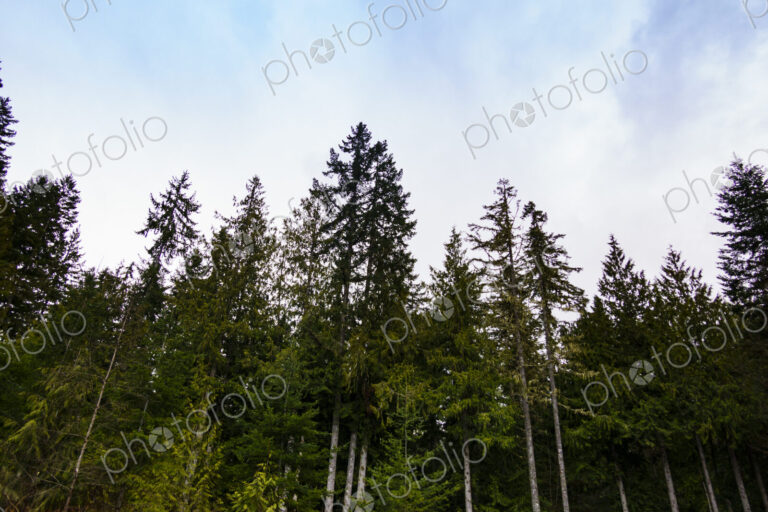 Noble fir trees, Olympic National Forest, Port Angeles, WA USA