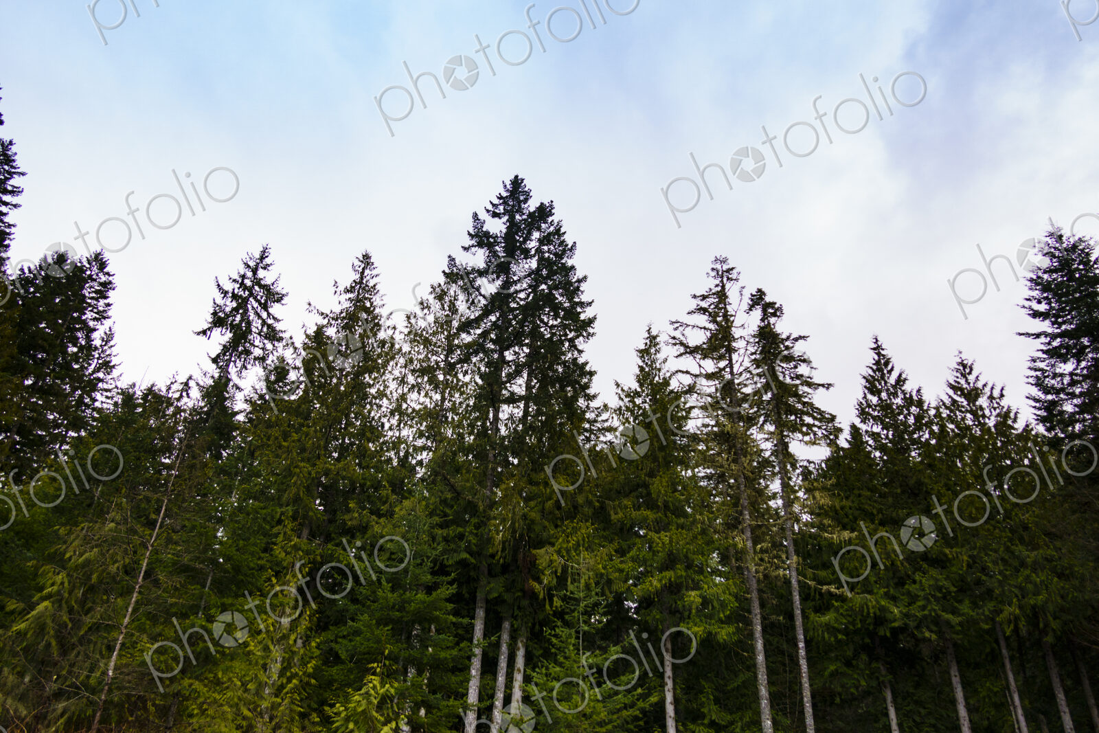 Noble fir trees, Olympic National Forest, Port Angeles, WA USA