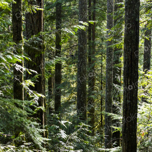 North America, Olympic Peninsula, Pacific Northwest